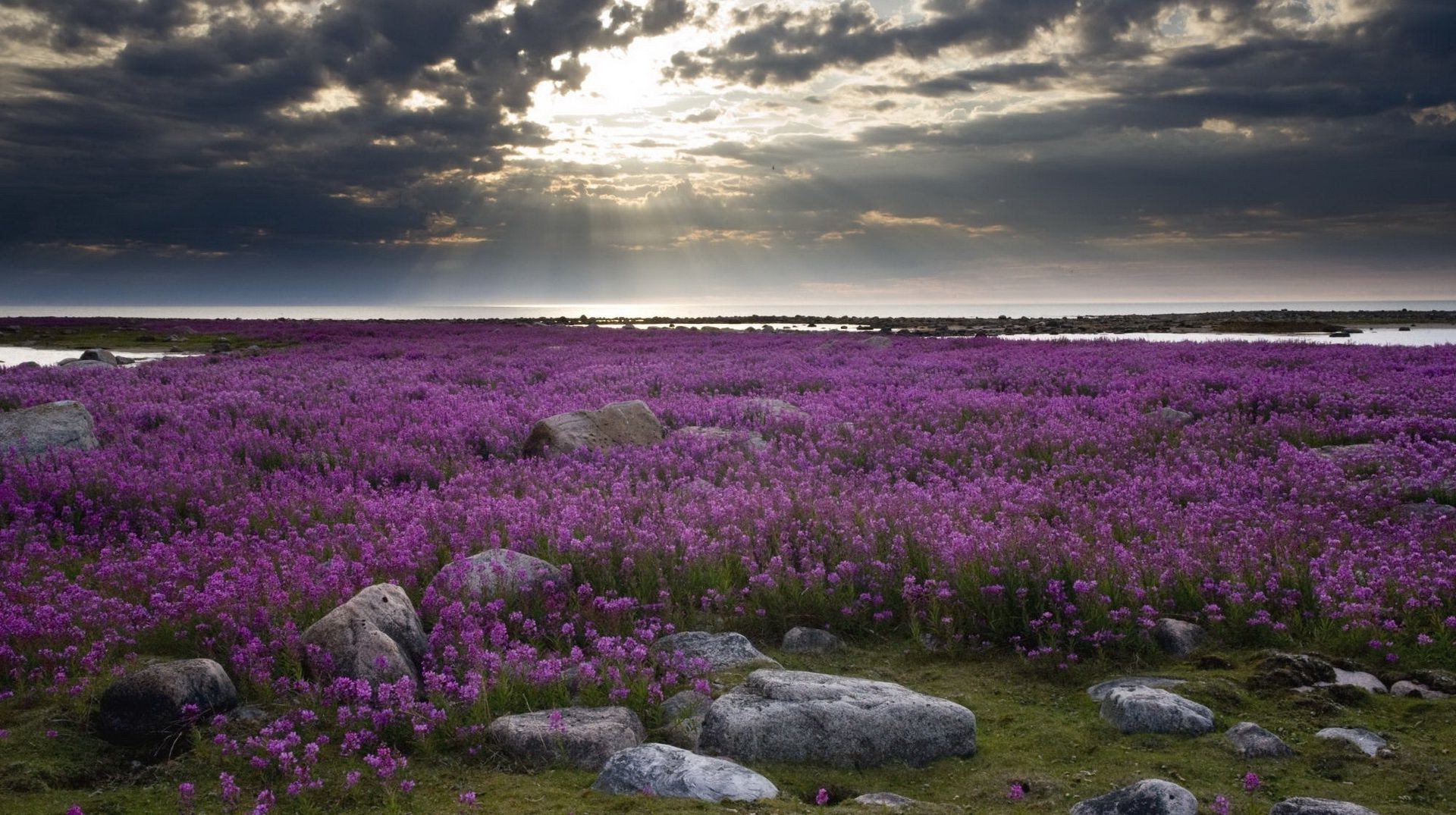 fields meadows and valleys landscape flower nature outdoors grassland field sunset scenic travel sky evening hayfield