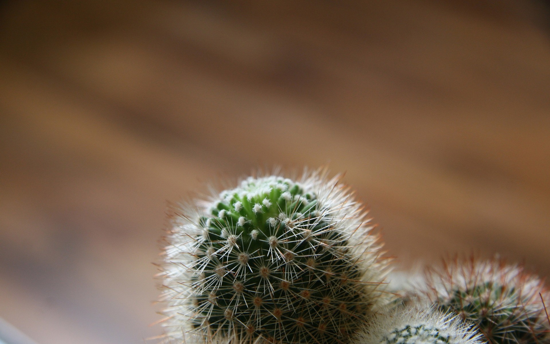 plants cactus nature desert sharp dry prickly flora spine growth flower leaf outdoors spike needle little