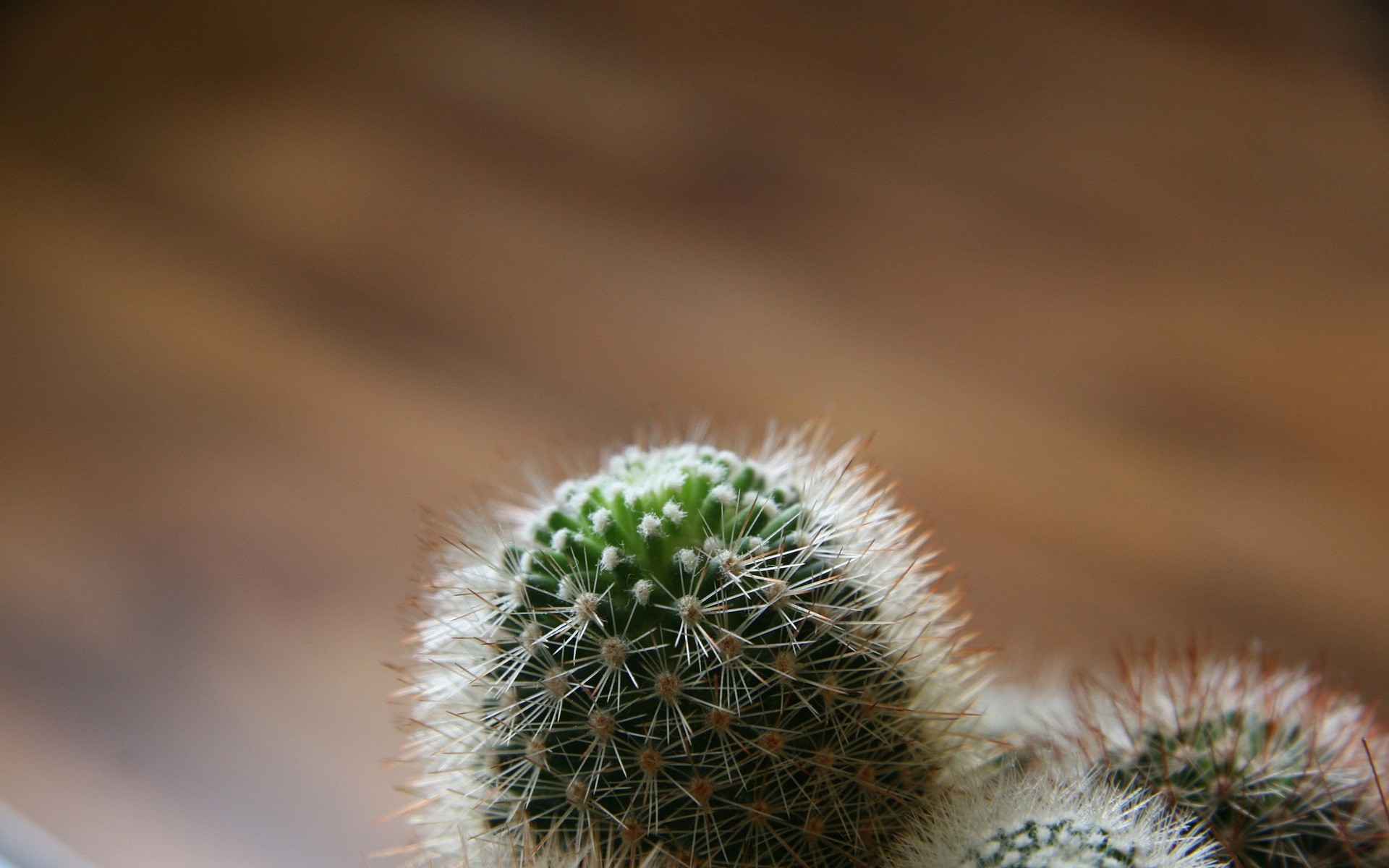 植物 仙人掌 自然 沙漠 尖锐 干燥 多刺 植物 脊柱 生长 花 叶 户外 穗 针 小