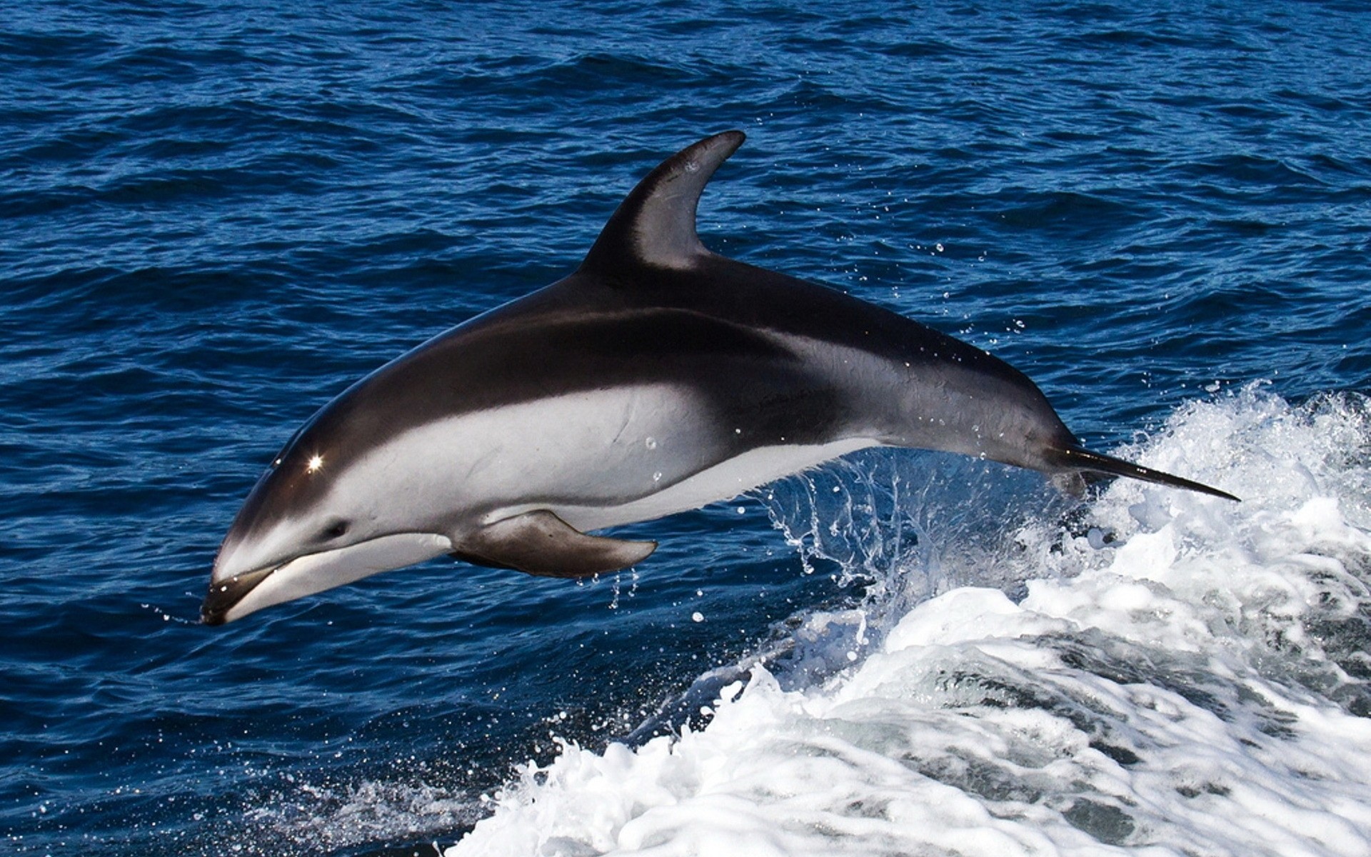 zwierzęta dmuchawy delfin wieloryb woda ocean ssak fin morze pływanie ryby