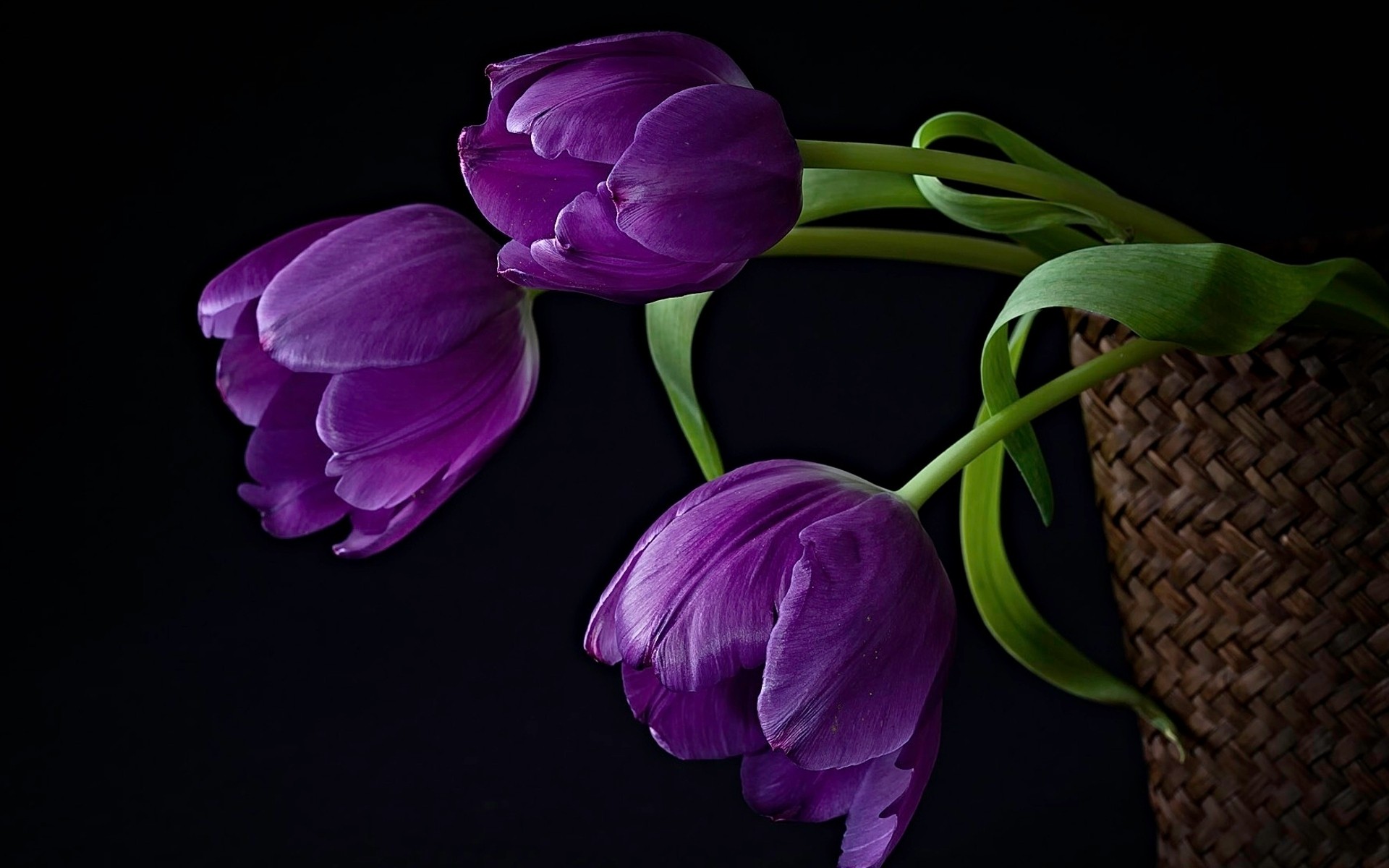 flowers flower flora nature leaf garden floral color beautiful blooming petal bright bouquet easter close-up tulip husk season pics background