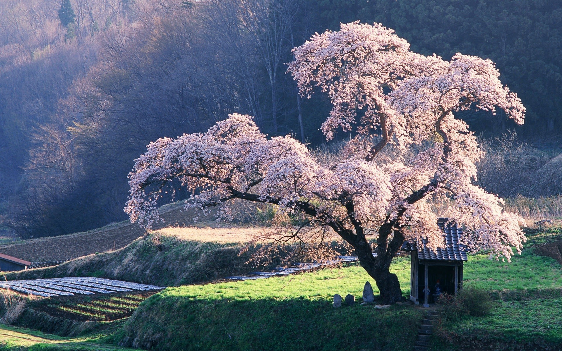 landschaft baum landschaft natur im freien reisen himmel landschaftlich holz berge gras saison