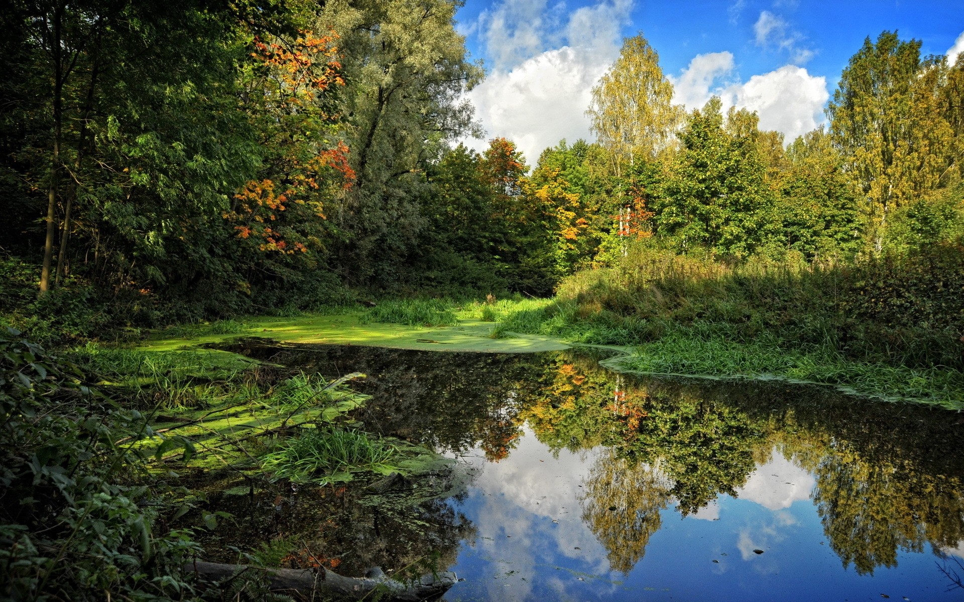 landscapes landscape nature tree wood water scenic outdoors leaf park river lake fall environment reflection scenery summer season pool fair weather trees sky sun