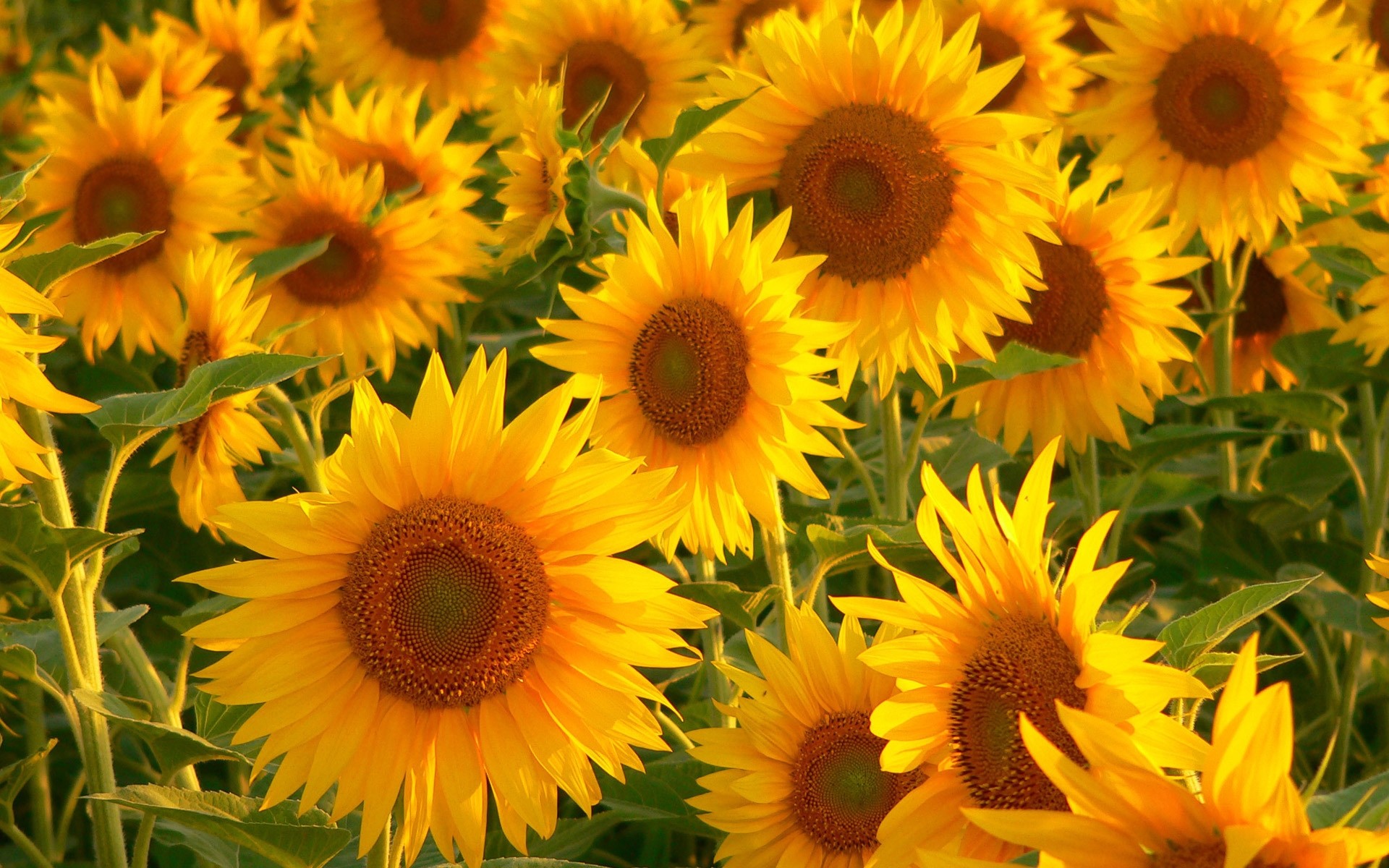 flowers flower nature summer flora leaf sunflower floral garden bright petal beautiful color blooming growth vibrant field season sunny sun yellow background plants