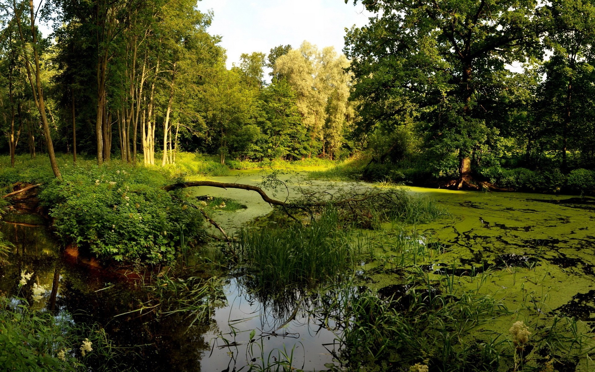 krajobrazy natura krajobraz drewno drzewo woda na zewnątrz liść środowisko lato trawa park malowniczy rzeka bujny basen dobra pogoda jezioro rośliny drzewa