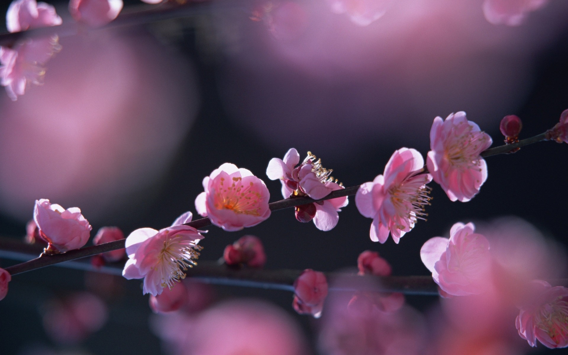 printemps fleur cerise nature branche jardin flore copain pétale bluming arbre pâques couleur floral feuille tendre pomme