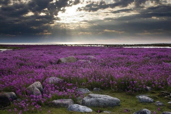 Paisaje. Campo de flores moradas al atardecer