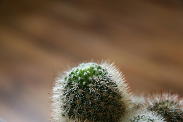 Cactus sullo sfondo del pavimento in legno