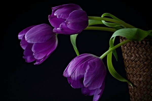 Tres flores sobre fondo negro