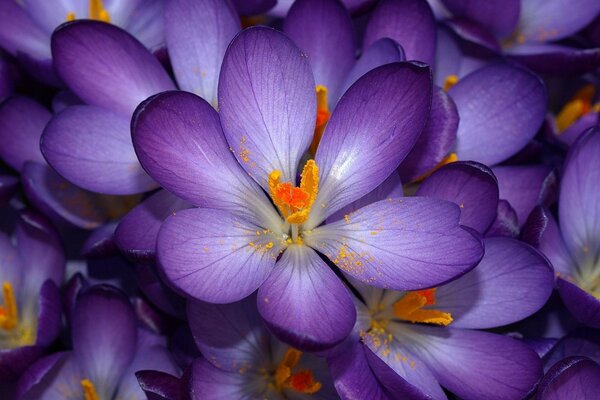 Bel fiore viola con pistillo arancione