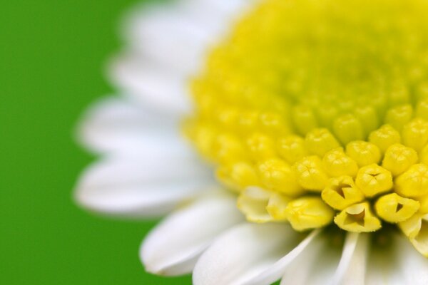 Gros plan de fleurs. Camomille. Fond vert. Petit soleil