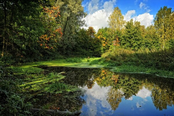 An abandoned pond in the autumn forest