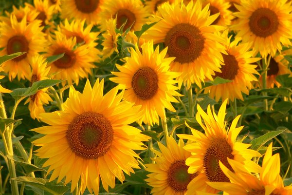 A field of sunflowers at sunset