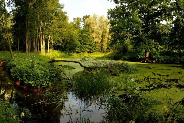 Paisagem florestal. rio floresta