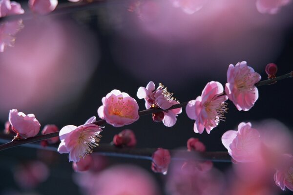 The flowering of nature in spring, nature in its glory