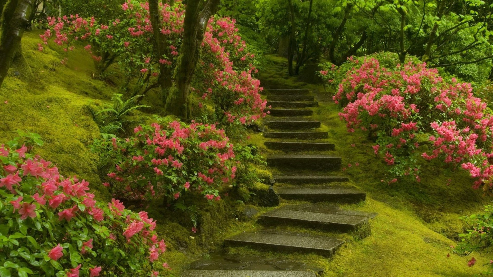 parcs fleur jardin feuille parc arbre nature rhododendron à l extérieur bois paysage sentier flore luxuriante été guide arbuste croissance arboretum