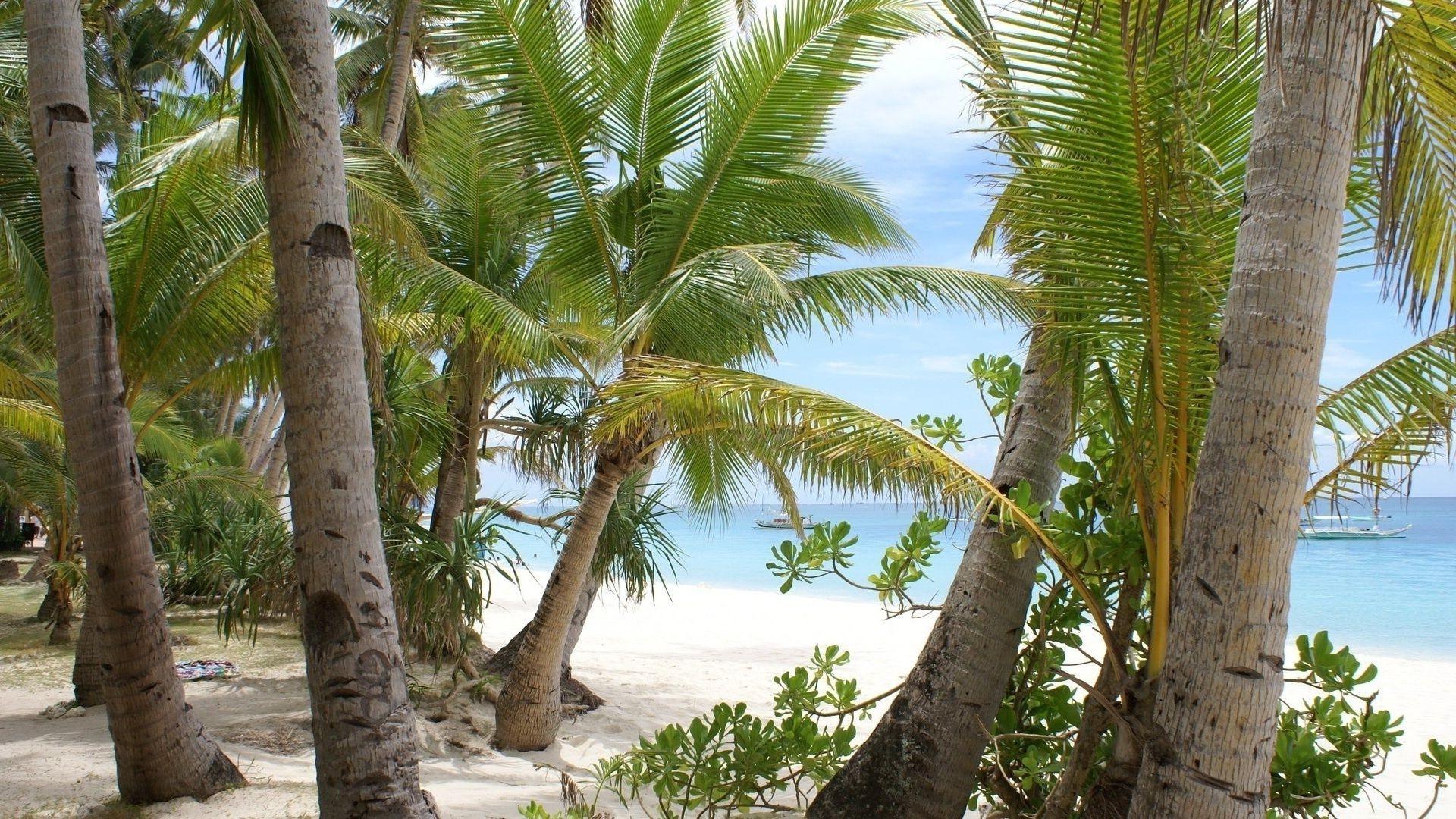 forest tropical beach summer palm tree vacation travel nature sand seashore exotic water island ocean paradise fair weather sun outdoors resort