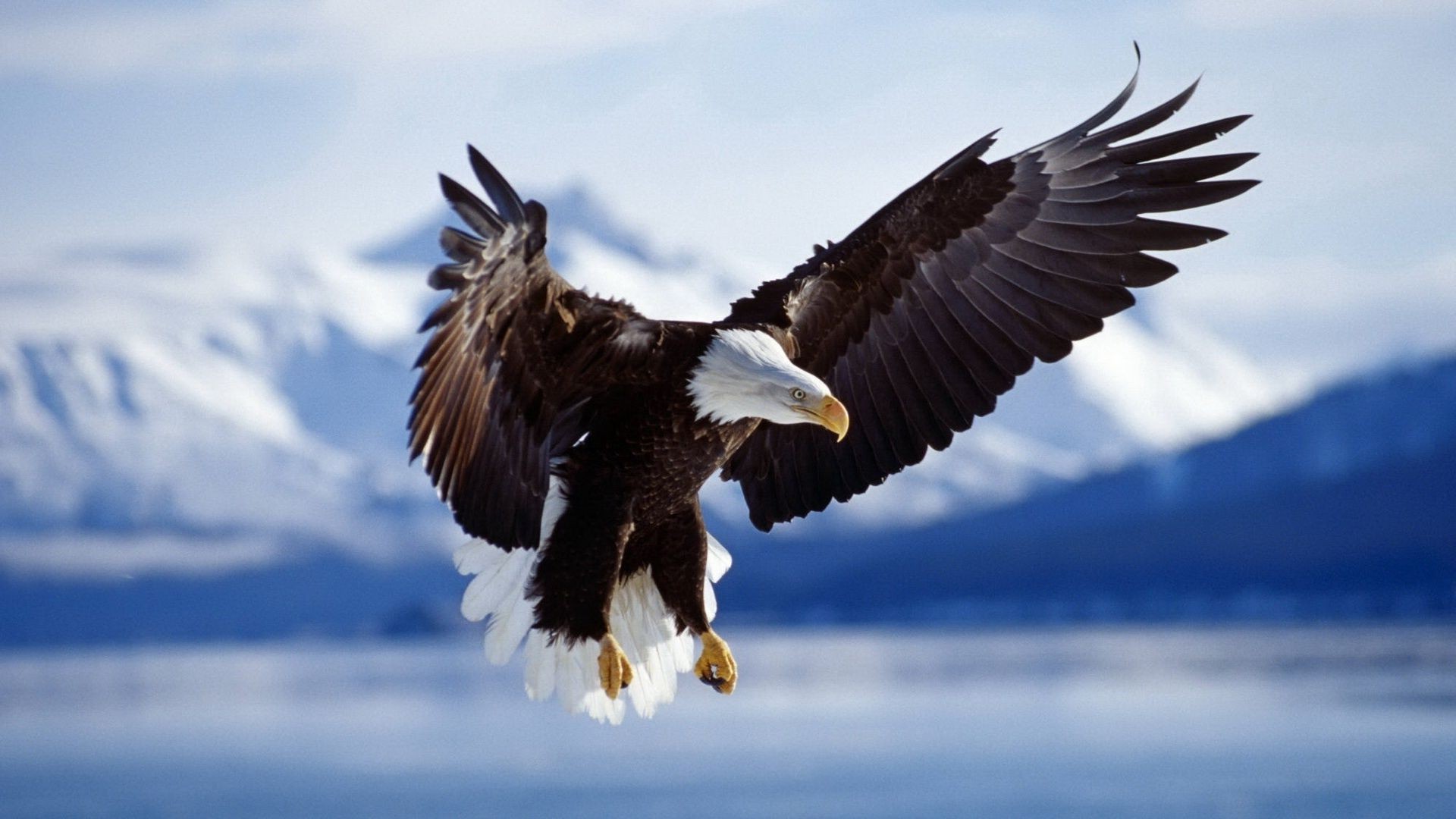 rapace rapace oiseau aigle faune pygargue à tête blanche proie nature animal à l extérieur chauve vol sauvage liberté vautour