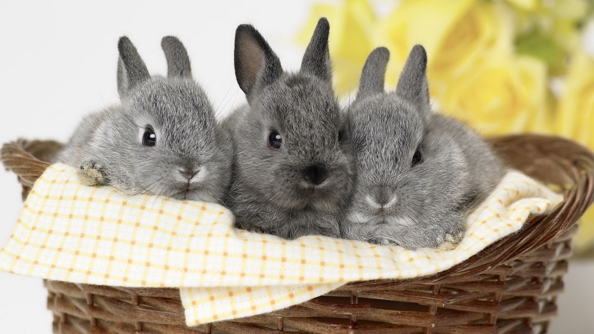 rabbits basket downy easter domestic rabbit cute pet wicker little bunny