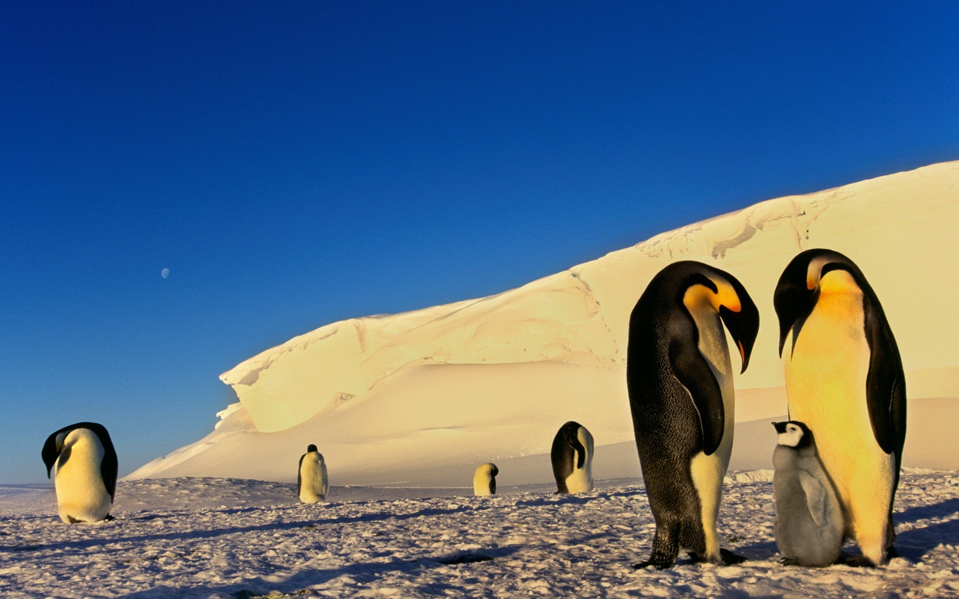 tiere ozean reisen meer tageslicht wasser strand vogel frostig im freien meer himmel schnee landschaft zwei winter kälte natur ein tierwelt eis pinguine