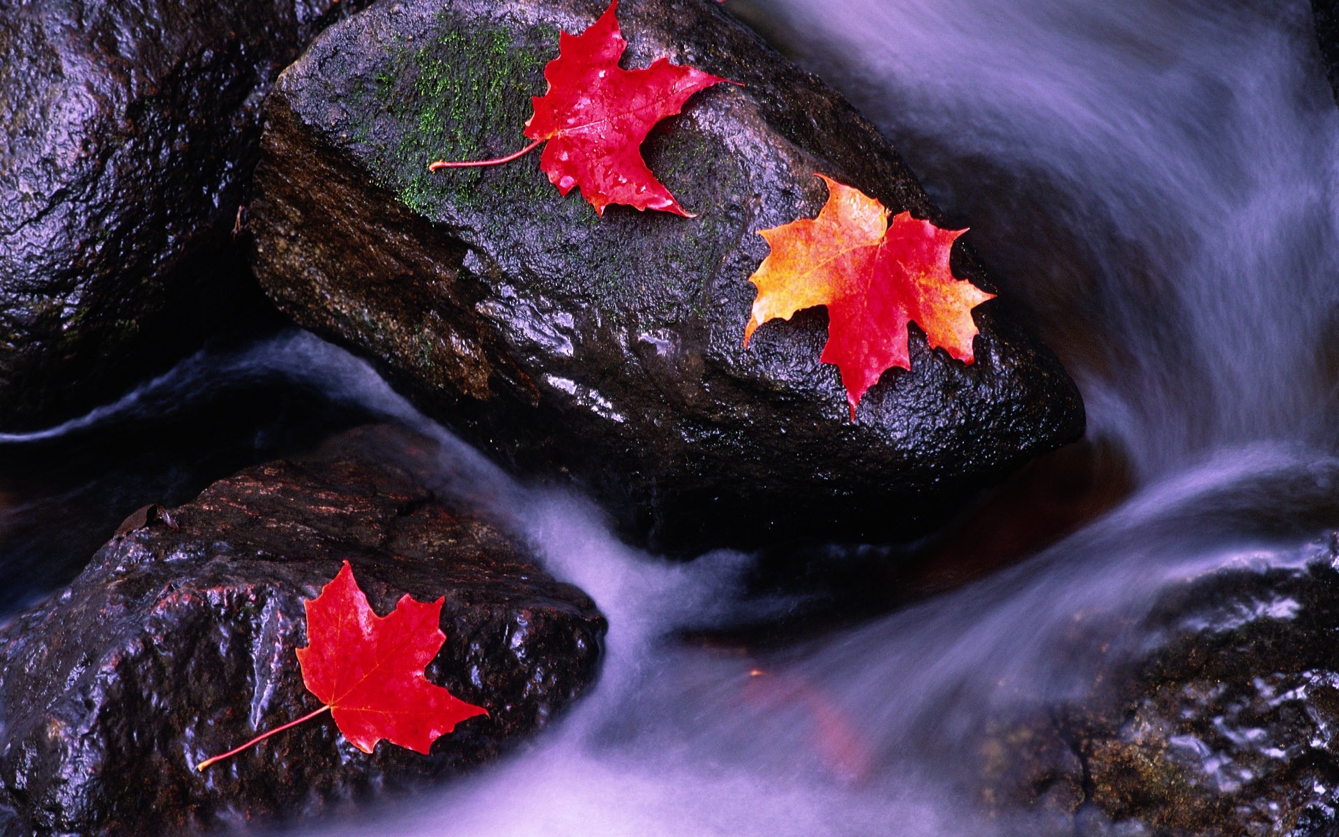 autunno roccia natura all aperto