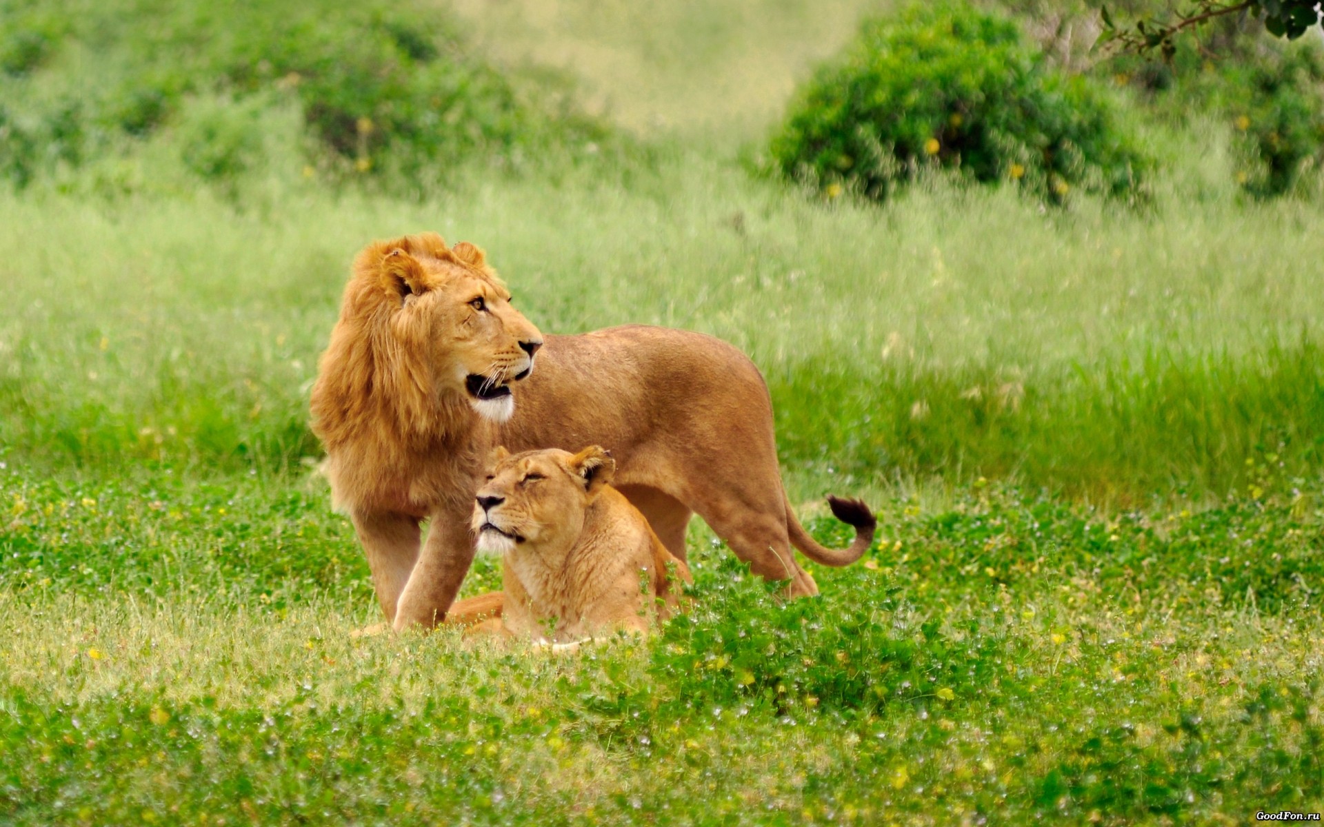 animals mammal grass animal wildlife nature lion wild cat fur predator cute park field lions