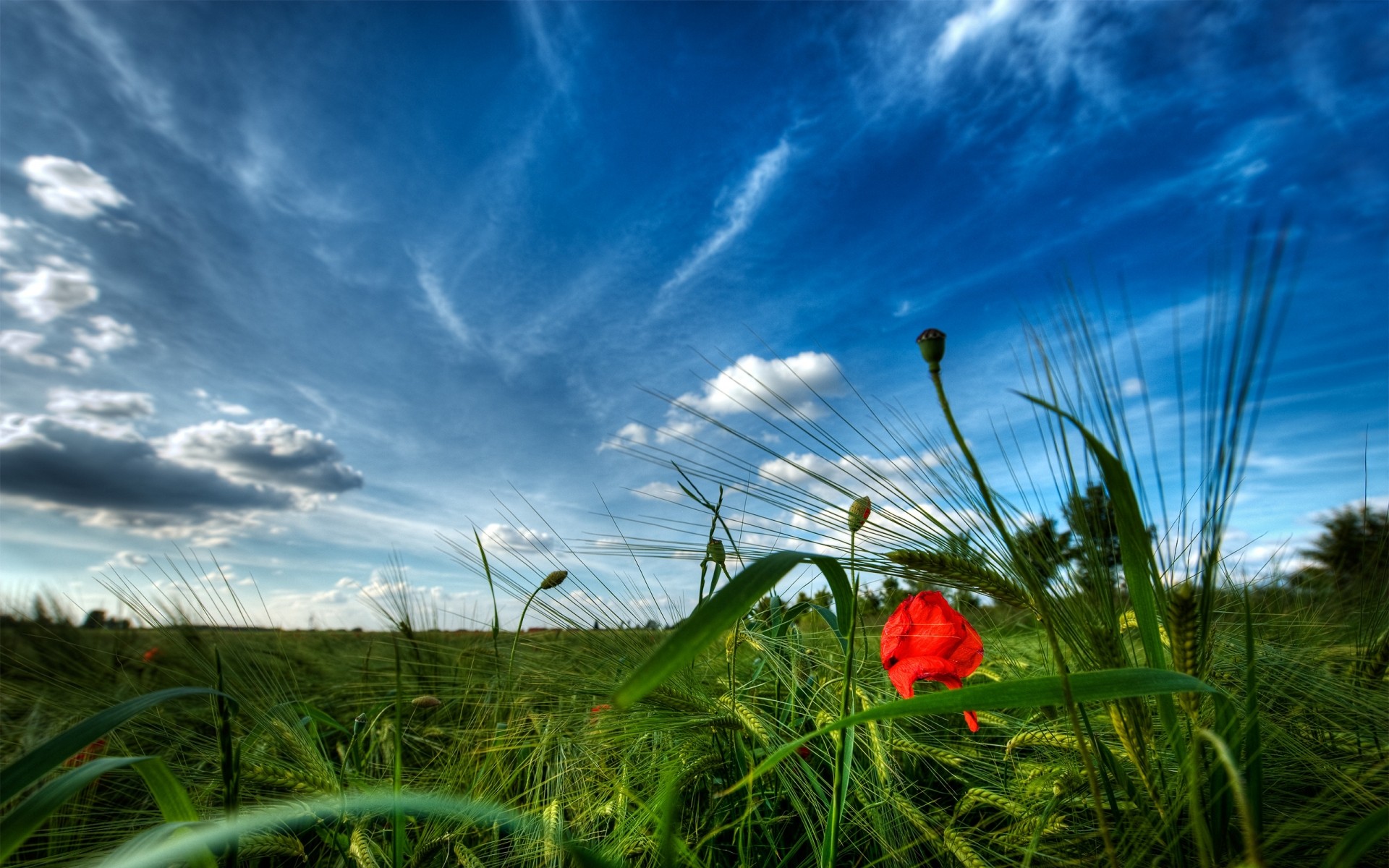 paisagens grama céu campo feno natureza paisagem verão rural nuvem sol flor fazenda pasto campo bom tempo flora ao ar livre horizonte nublado paisagens verde