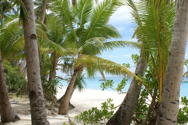 Tropical beach with palm trees