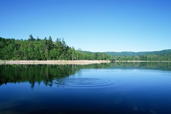 Landscape forest lake