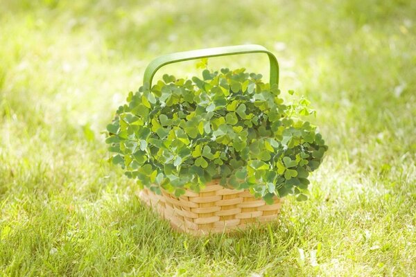 Panier en osier avec de la verdure sur l herbe. Beau paysage rural