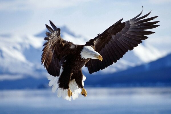 A mountain eagle flies with its wings spread