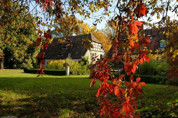 Autumn season with houses and cottages bigger than a tree with leaves