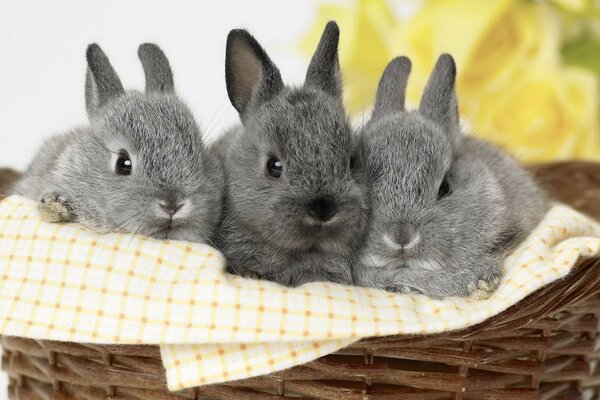 Furry friends in a basket. Rabbits are friends