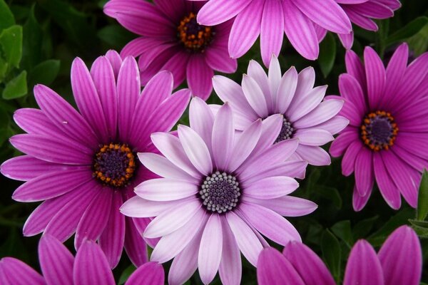 Gartenblumen. Exotische Flora im Garten