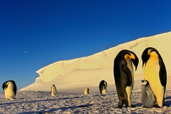 Pinguins em seu habitat