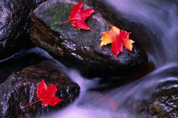 Feuilles d érable d automne sur les pierres