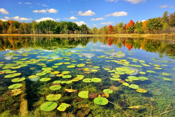 Herbstliche Landschaft. see mit Seerosen