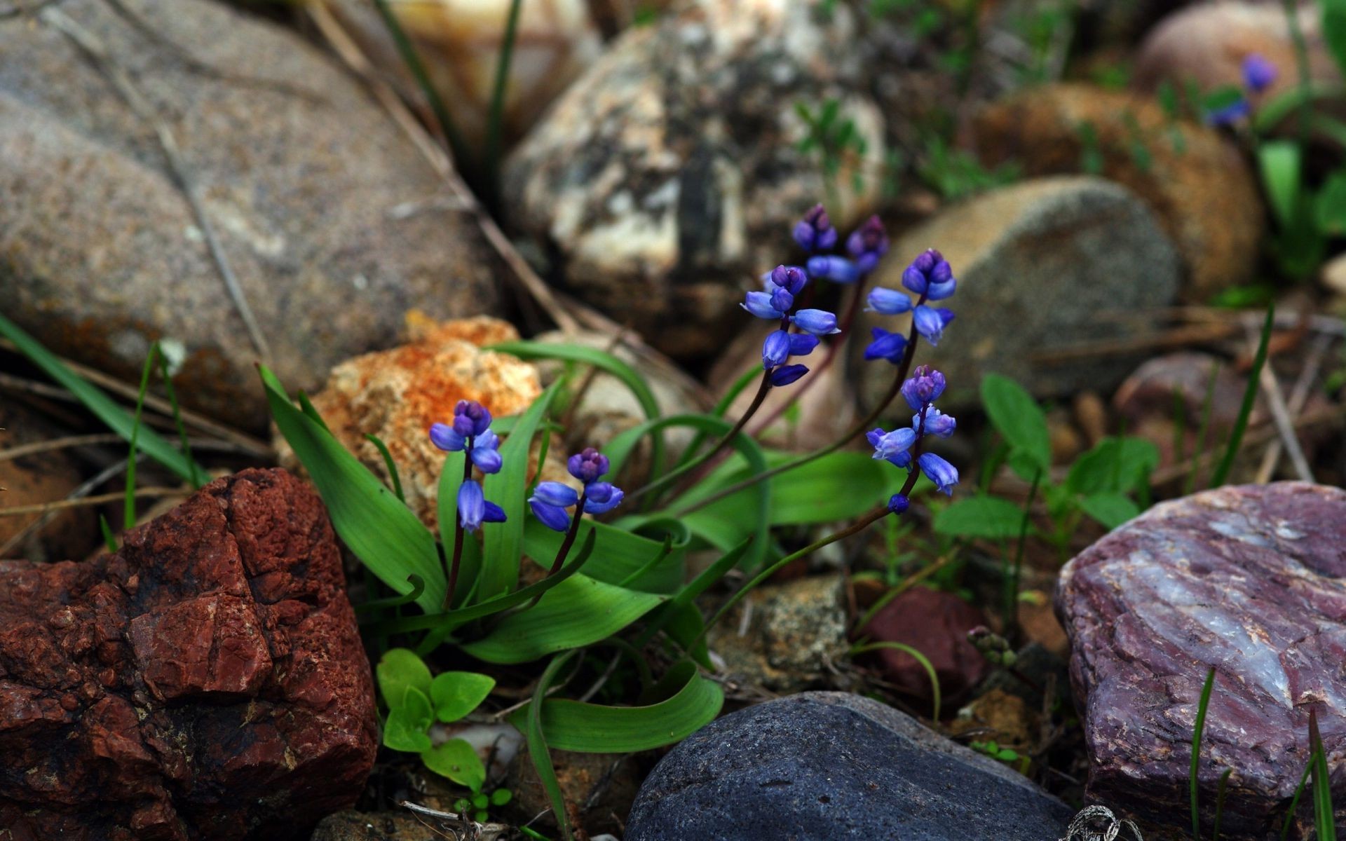 kwiaty natura kwiat liść ogród flora na zewnątrz drewno sezon kwiatowy zbliżenie kolor trawa lato dziki