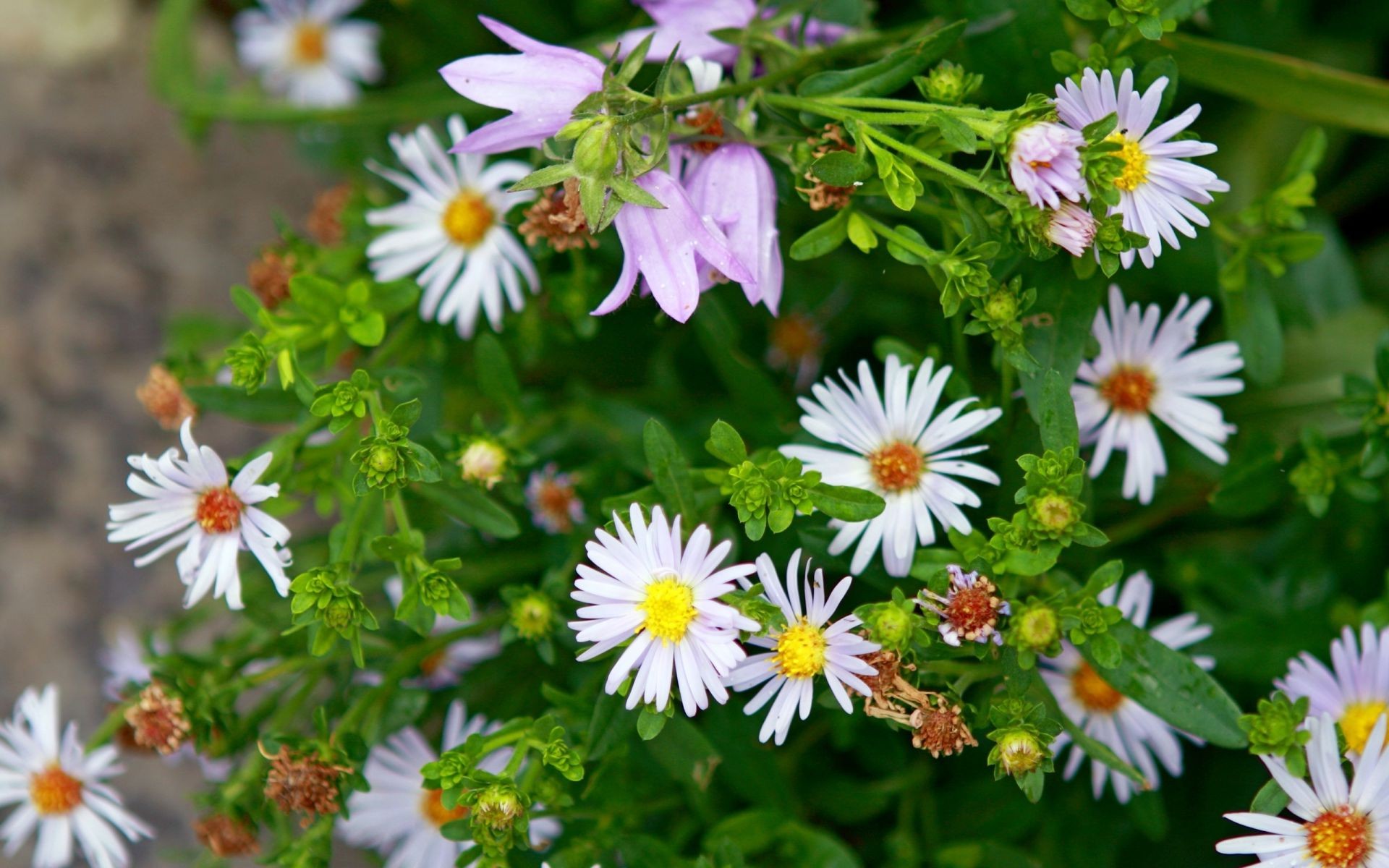 flowers nature flower summer flora garden leaf blooming bright outdoors grass floral growth petal close-up wild color