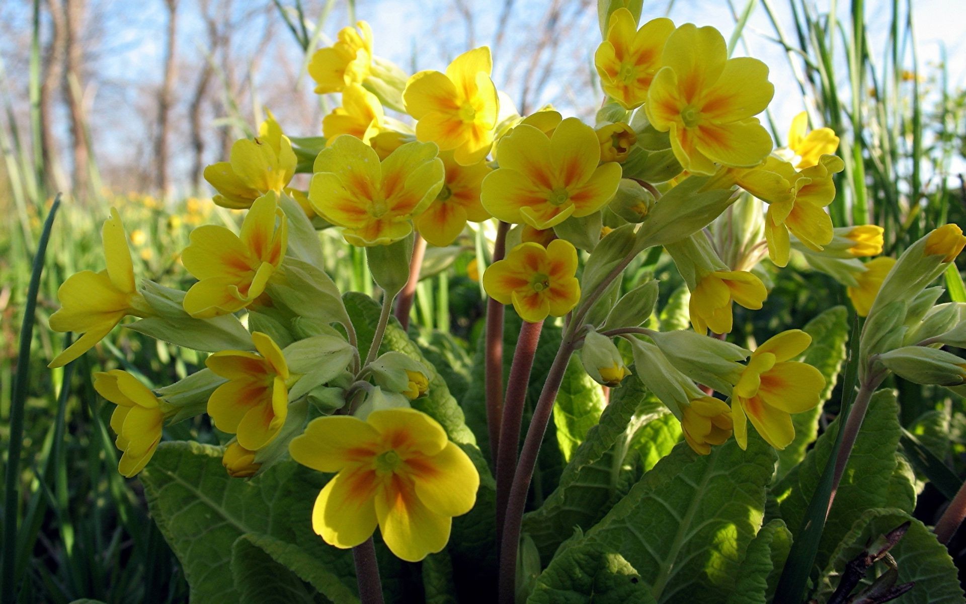 flowers nature flower flora leaf garden blooming floral summer growth petal bright season fair weather color field outdoors botanical