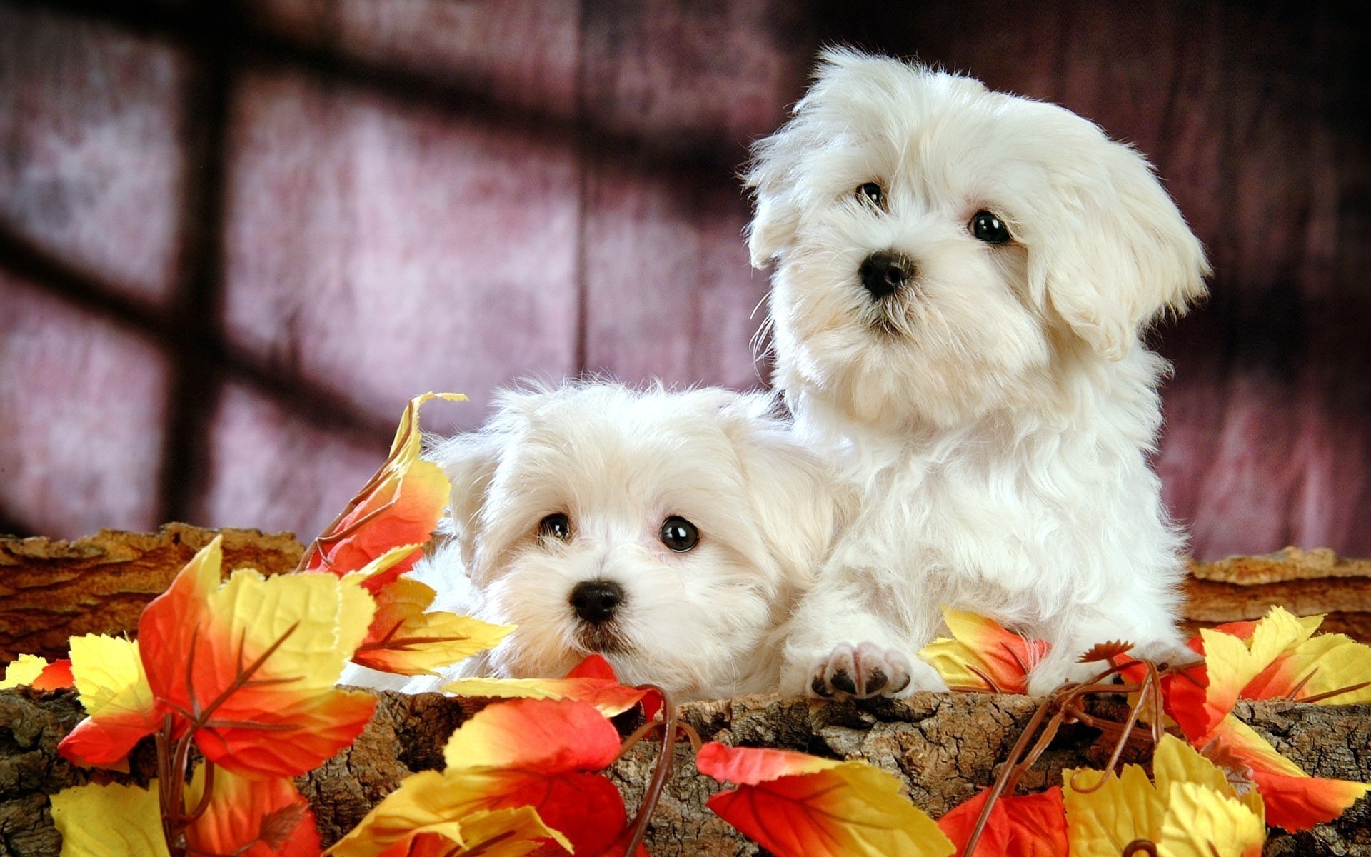 chien mignon chien animal petit mammifère animal cynologue animaux blanc