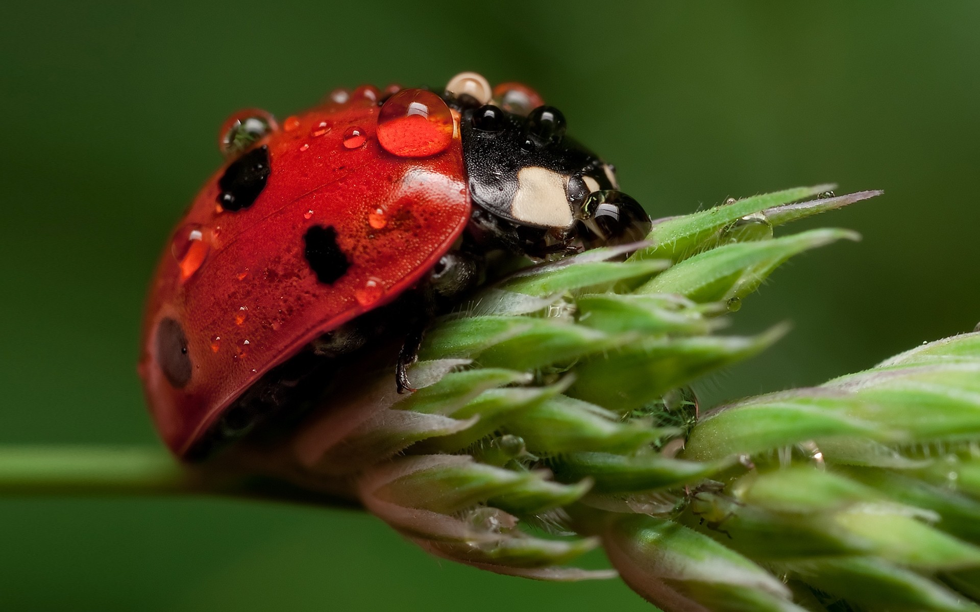 insetti natura insetto fauna selvatica coccinella biologia foglia animale all aperto invertebrati animali