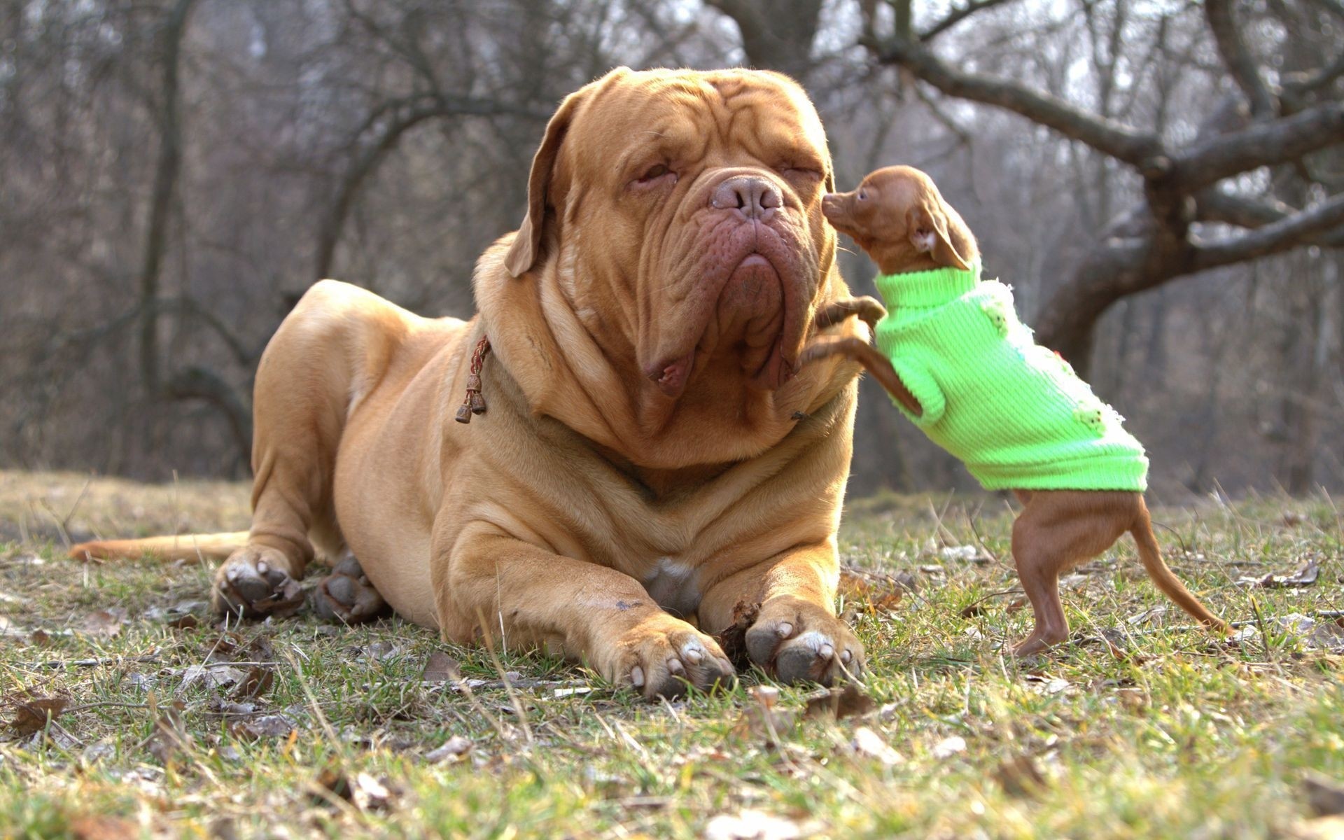 hunde hund gras säugetier niedlich park haustier hundesportler tier natur porträt welpe rasse freundschaft tiere