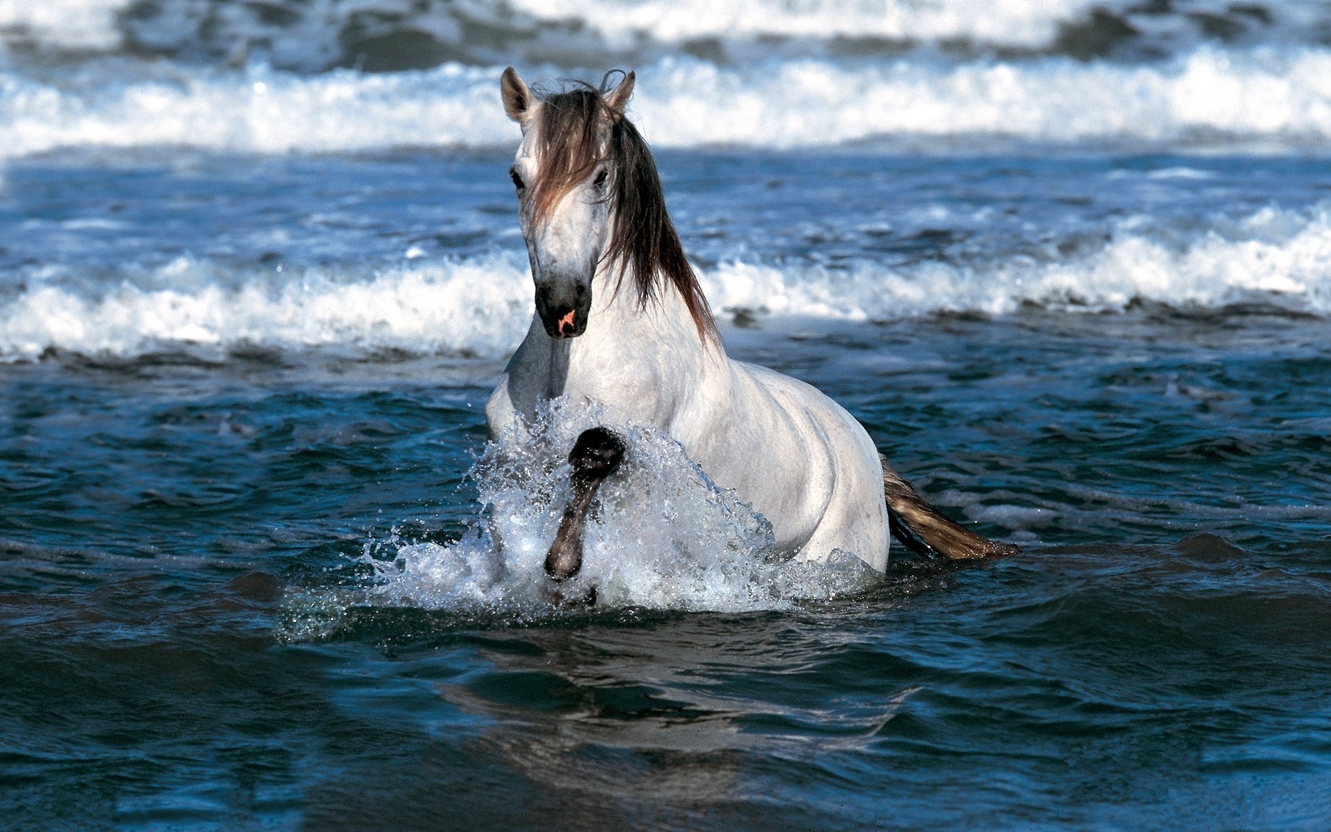 animals water sea ocean wave splash nature mare summer horse