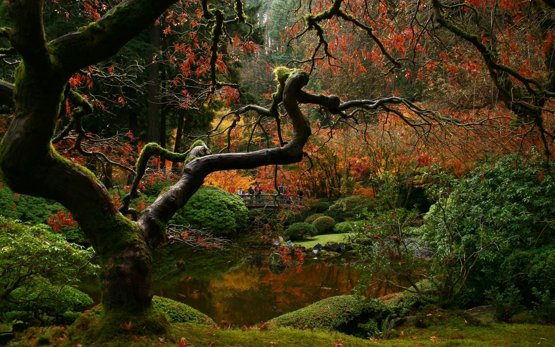 paysage arbre feuille automne bois paysage nature parc branche à l extérieur érable luxuriante environnement arbres plantes pont lac