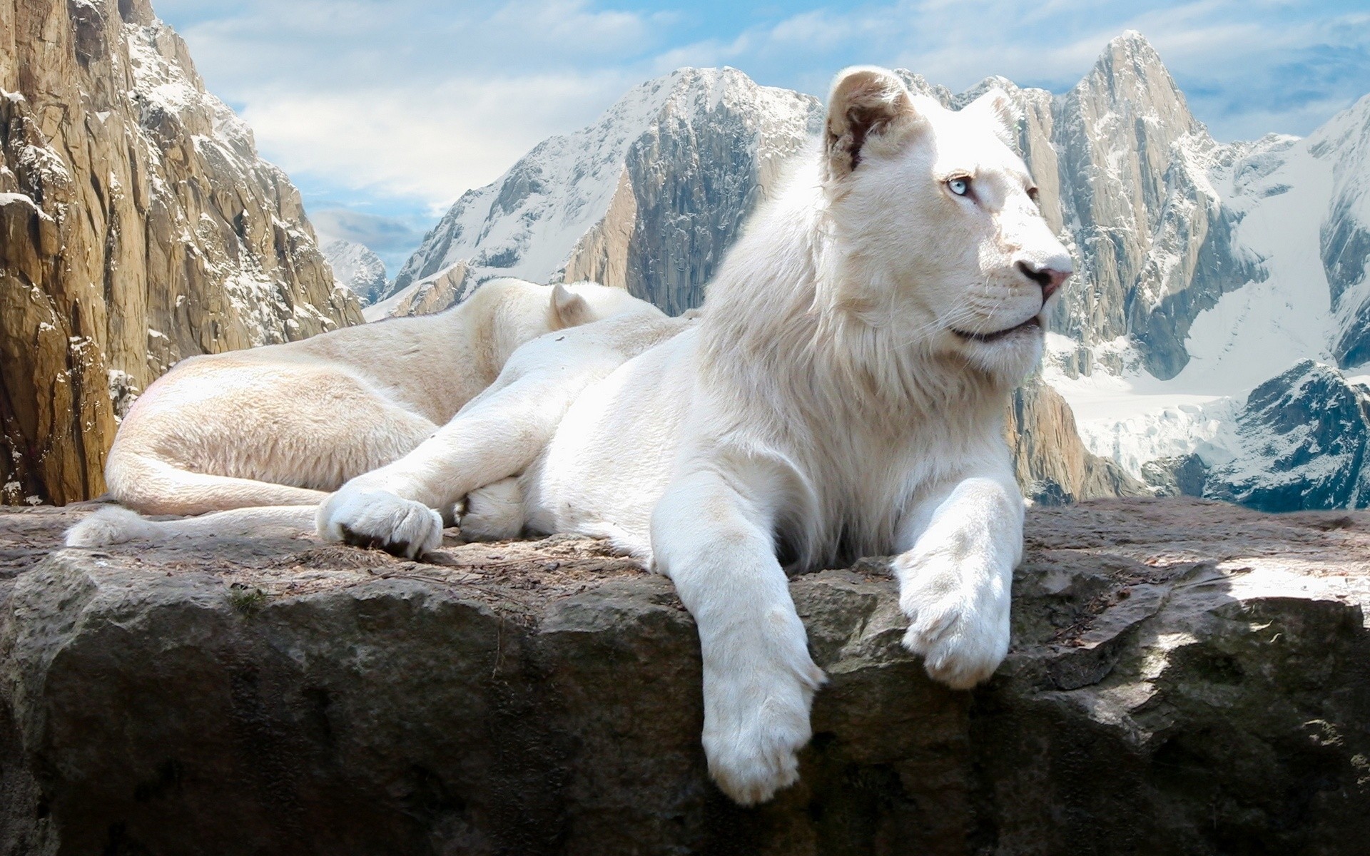 animals nature snow rock outdoors travel mountain wild frosty mammal white lion lion