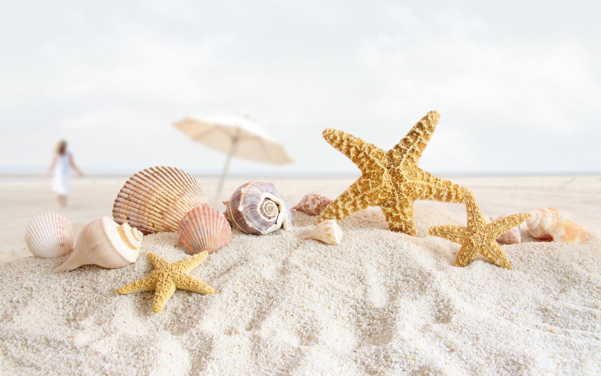 estate stelle marine conchiglie conchiglia spiaggia sabbia mare mare conch mare oceano vacanza tropicale molluschi costa costa natura echinodermi relax souvenir paesaggio blu