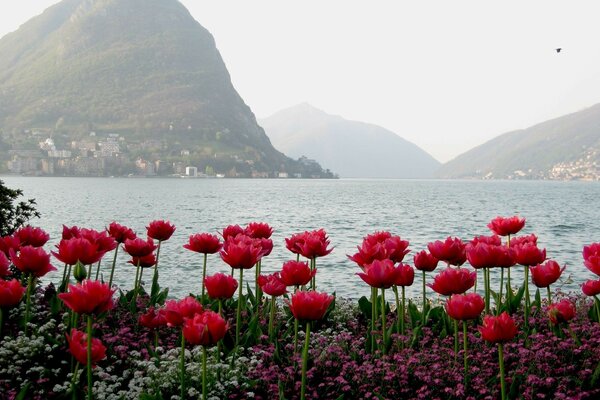 Fiori vicino al mare sullo sfondo delle montagne