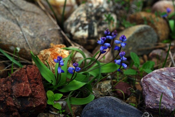 Frühlingsblumen machen sich den Weg zum Leben frei