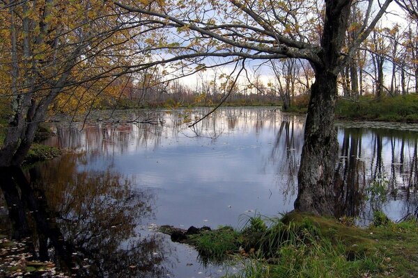 Estanque de otoño y tranquilidad alrededor